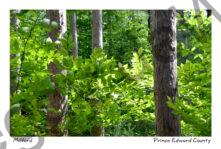 Tree Trunks Leaves #3992