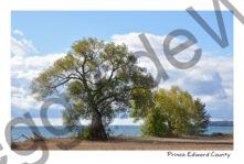 Tree Willow Clouds #4142