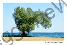 Tree Willow Cressy #3858