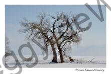 Tree Willow Cressy Winter ##3431