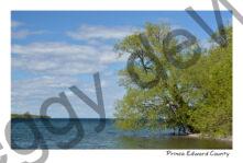 Tree Willow Pt Traverse #3990