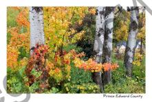 Trees Birch Colourful Fall #3432