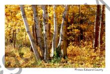 Trees Birch Fall  #3433