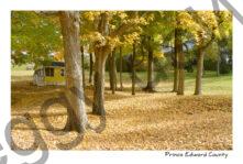 Trees Fall Picton #3434