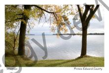 Trees McKenzie Fall #3859