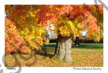 Trees Milford Fall Colours #3435