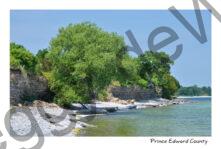 Trees Willow Shore #3436