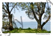 Trees Willow & Water #3861