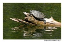Turtle on Log #4719