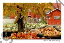 Vegetable Stand Picton #711