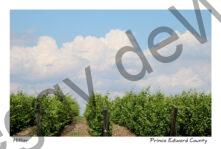 Vineyard & Clouds #3439