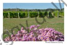 Vineyard Pink Mums #3441