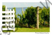 Vineyard Waupoos #2316