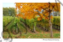 Vineyard Waupoos Fall #3444