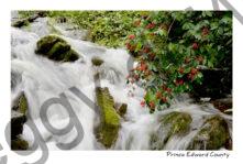 Waterfall Rapids Cape Vessey #3449