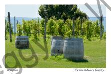 Waupoos Cider Co Barrels #3450