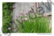 Waupoos Cider Co Chives #1957