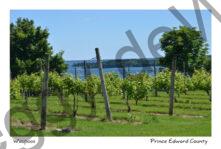 Waupoos Cider Co View #3453