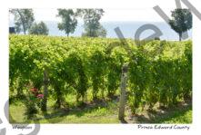 Waupoos Vineyard Rose #4160