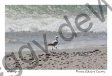 Wellington Beach Bird #3635