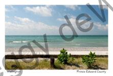 Wellington Beach Milkweed #3637