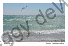 Wellington Beach One Bird #3866