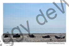 Wellington Beach Rocks Five #3867