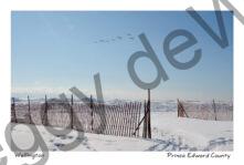 Wellington Snowfence Birds Winter #4348
