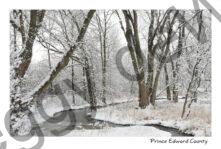 Wellington Stream Winter #3474