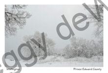 Wellington Trees Sun Winter #3515