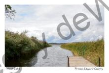 West Lake Dock Reeds #4163