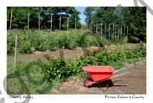 Wheelbarrow in Garden #3996