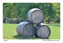 Winery Barrels The Grange #3524