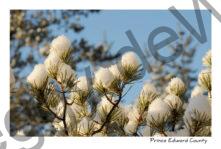 Winter Branches Snow #3875