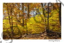 Woods Stirling Fall #2693