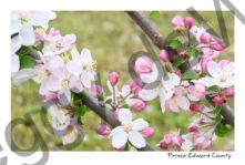 Apple Blossoms Spring #4759