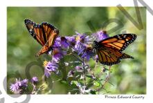 Butterflies Monarch 2 Fluttering #4762