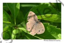 Butterfly Brown #4726