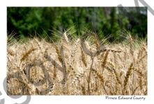 Field Barley Summer #4765