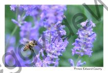 Field Lavender Bee Flying #4725