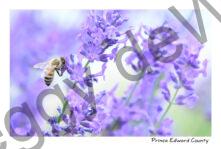 Field Lavender Bee Summer #4723