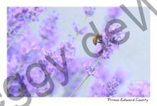 Field Lavender Bee Working #4724