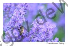 Field Lavender Flower Bee #4721