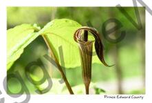 Flower Jack in Pulpit Spring #4727
