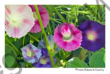 Flowers Morning Glories Colourful #4729
