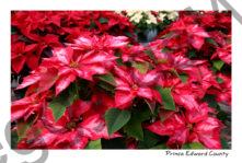 Flowers Poinsettia Greenhouse #4730