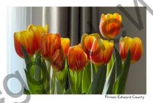 Flowers Tulips #4808