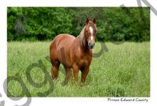 Horse Brown Lori #4732