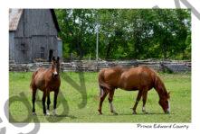 Horses Brown Two #4734