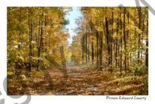 Lane Fall Beautiful #4735